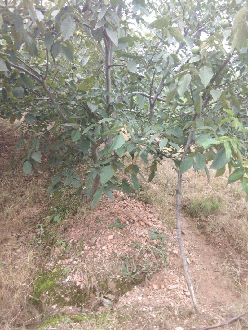 河北省石家庄市灵寿县优质辽系青皮核桃