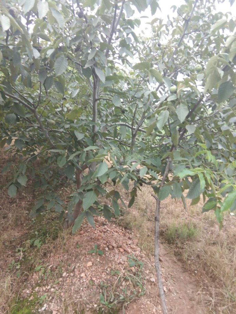 河北省石家庄市灵寿县优质辽系青皮核桃
