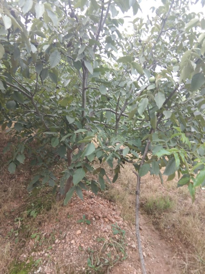 河北省石家庄市灵寿县优质辽系青皮核桃
