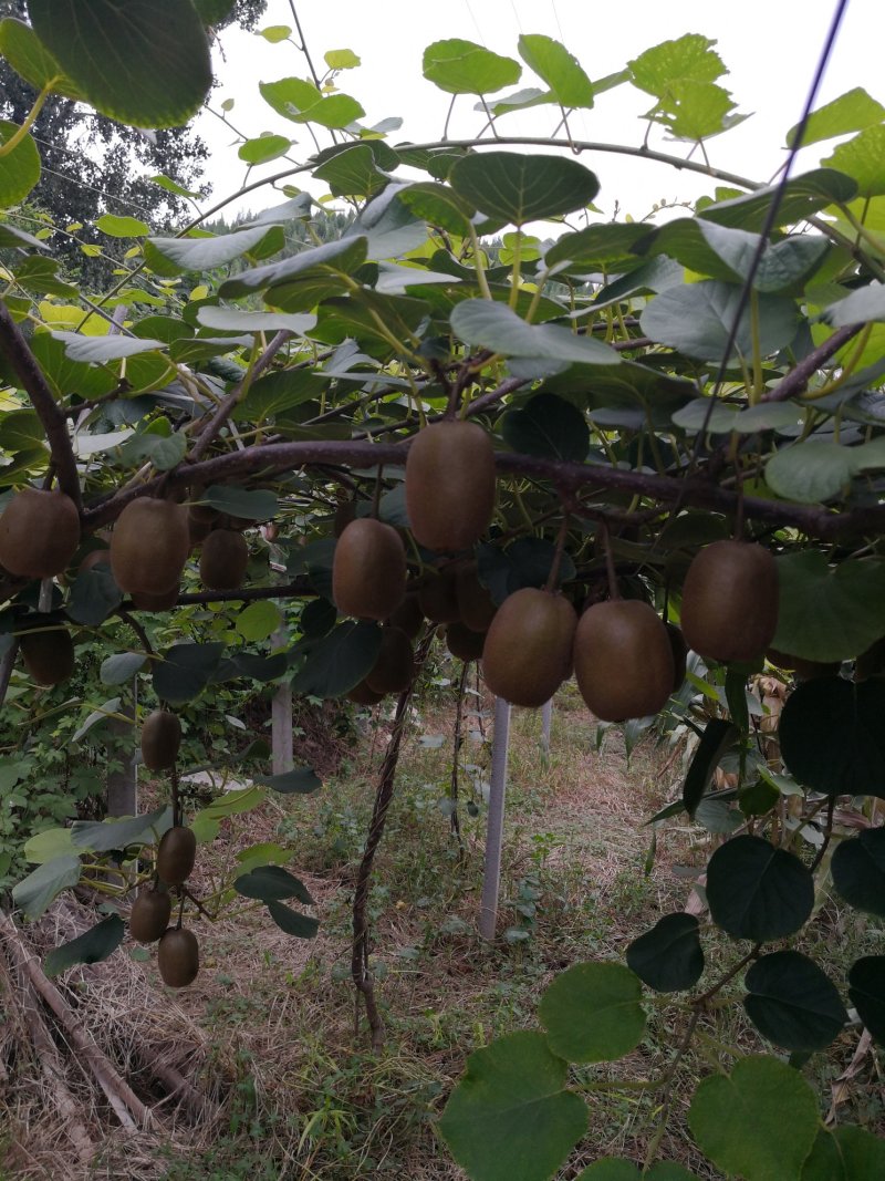 泥猴桃，奇异果绿芯泥猴桃，山东省临朐县鑫宝果蔬专业合作社