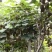 泥猴桃，奇异果绿芯泥猴桃，山东省临朐县鑫宝果蔬专业合作社