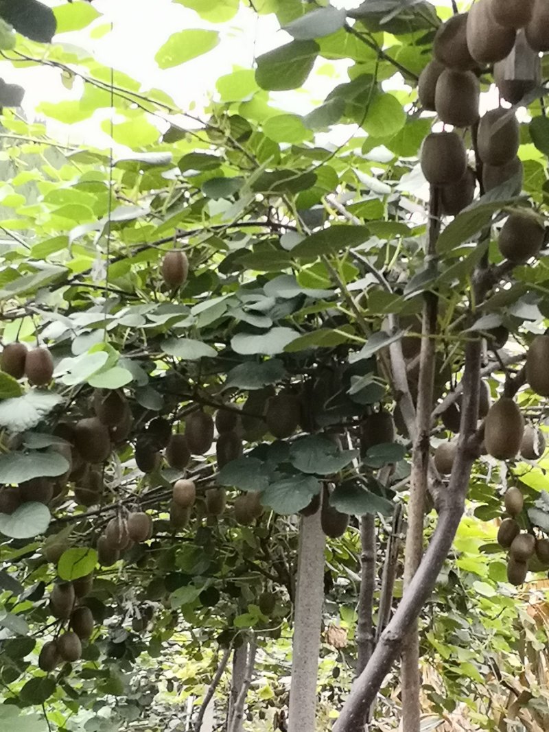 泥猴桃，奇异果绿芯泥猴桃，山东省临朐县鑫宝果蔬专业合作社
