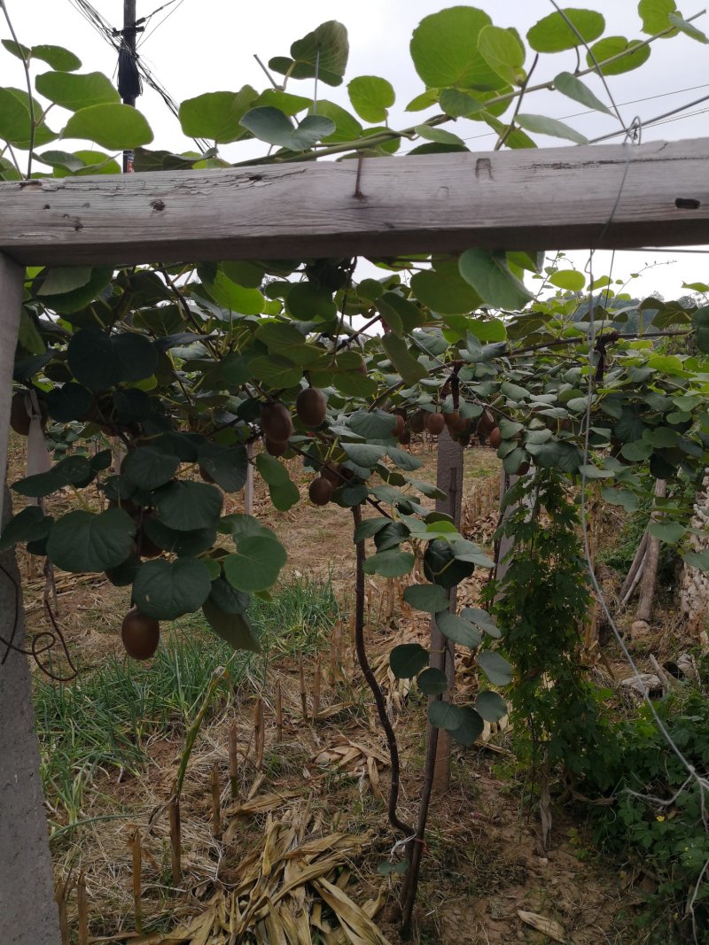 泥猴桃，奇异果绿芯泥猴桃，山东省临朐县鑫宝果蔬专业合作社