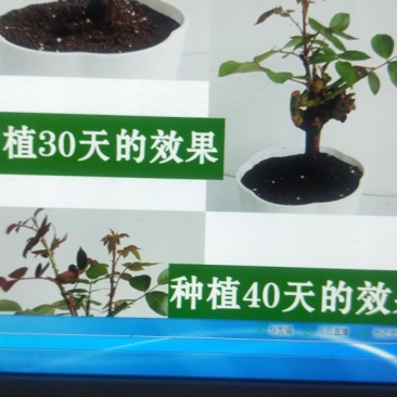7年苗5棵玫瑰花盆栽四季开花阳台庭院