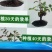 7年苗5棵玫瑰花盆栽四季开花阳台庭院
