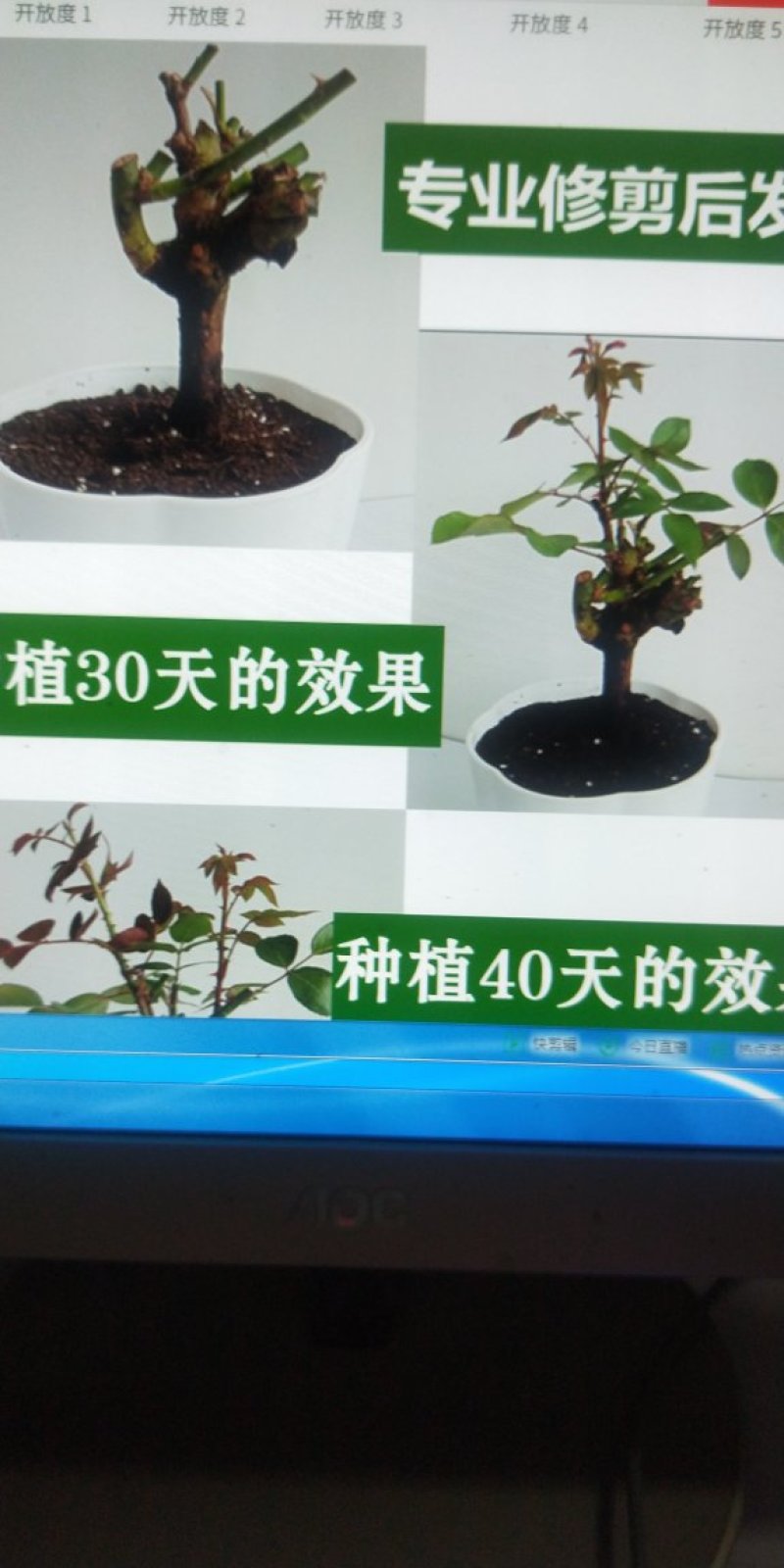 7年苗5棵玫瑰花盆栽四季开花阳台庭院