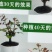 7年苗5棵玫瑰花盆栽四季开花阳台庭院
