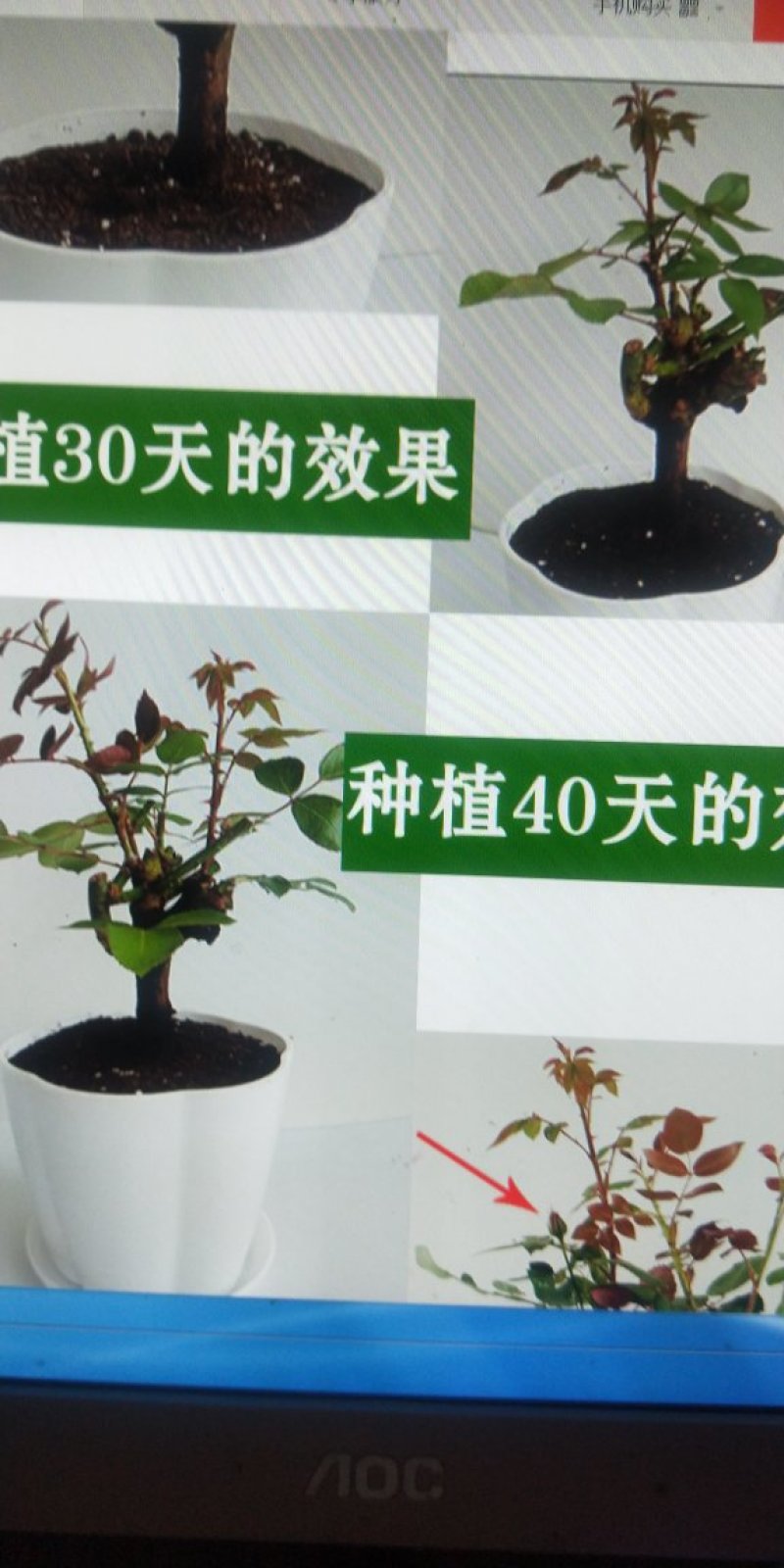 7年苗5棵玫瑰花盆栽四季开花阳台庭院