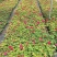 7年苗5棵玫瑰花盆栽四季开花阳台庭院