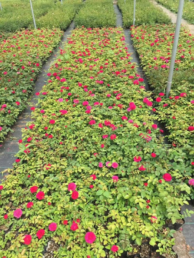 7年苗5棵玫瑰花盆栽四季开花阳台庭院