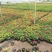 7年苗5棵玫瑰花盆栽四季开花阳台庭院