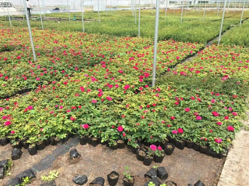 7年苗5棵玫瑰花盆栽四季开花阳台庭院