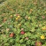 7年苗5棵玫瑰花盆栽四季开花阳台庭院
