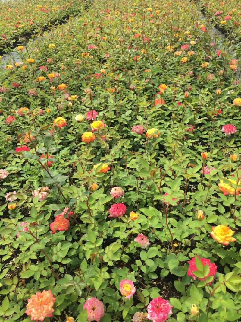 7年苗5棵玫瑰花盆栽四季开花阳台庭院