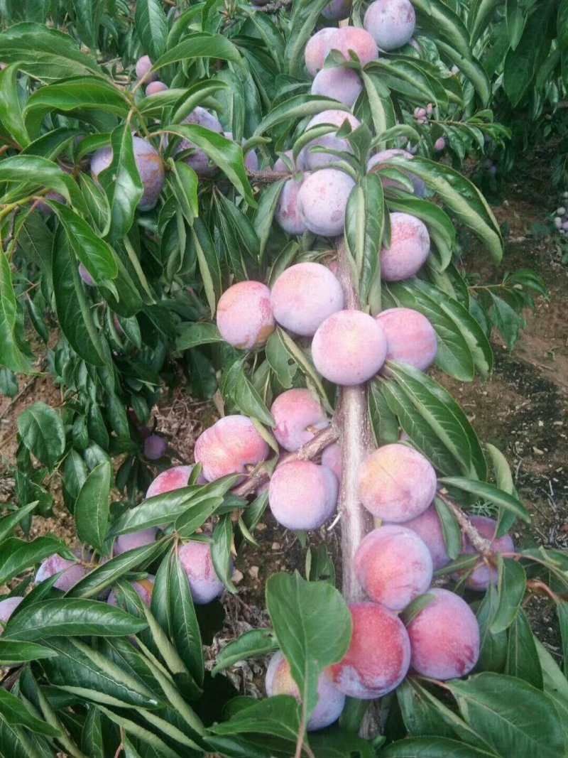 脱骨脆红李