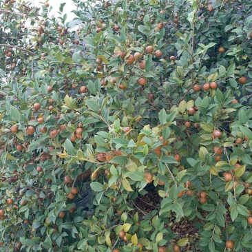 高产嫁接油茶苗长林4号
