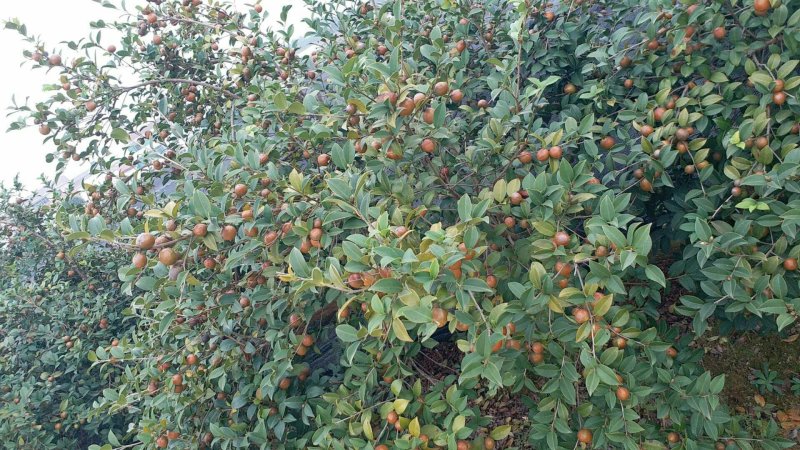 高产嫁接油茶苗长林4号