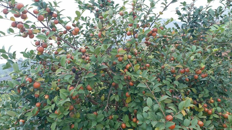 高产嫁接油茶苗长林4号