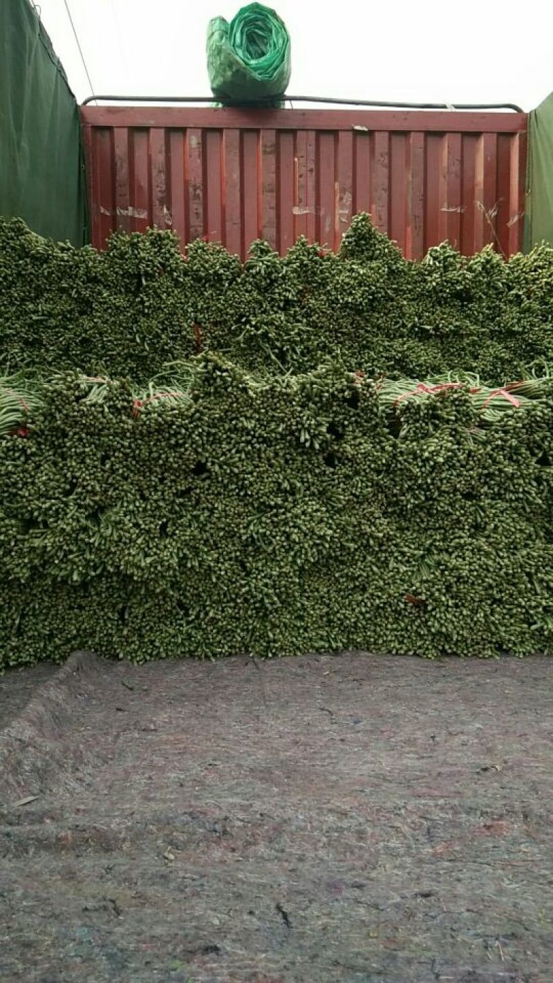 新乐豆角大量上市喽