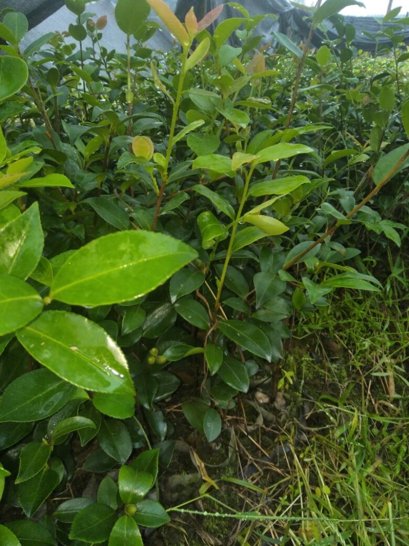 油茶苗杯苗20公分以上