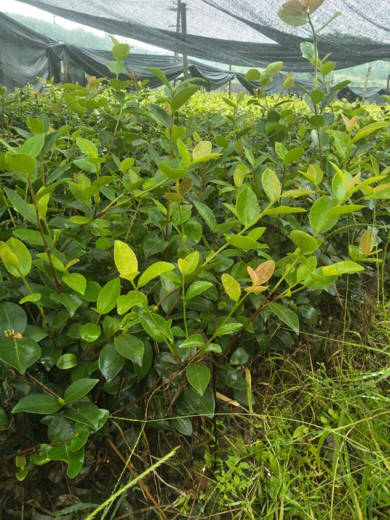 油茶苗杯苗20公分以上
