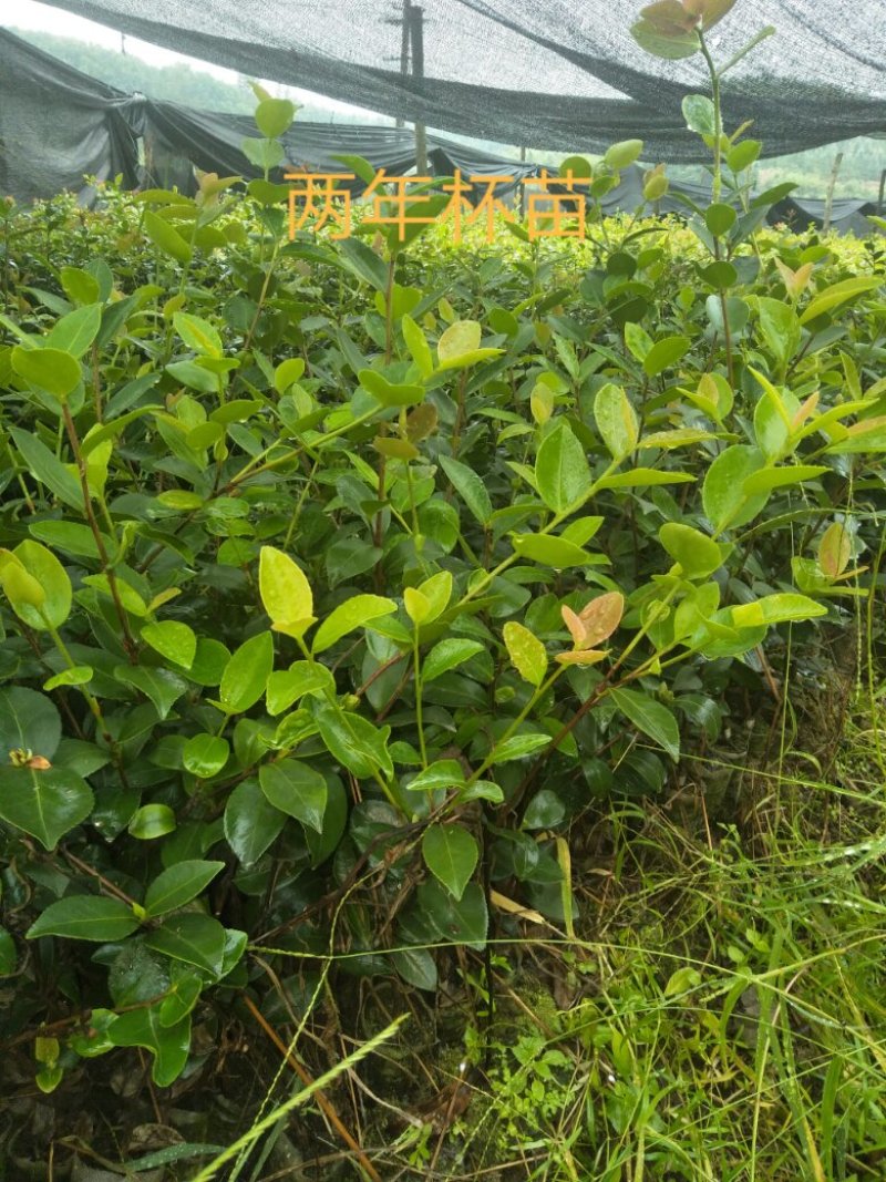 油茶苗杯苗20公分以上