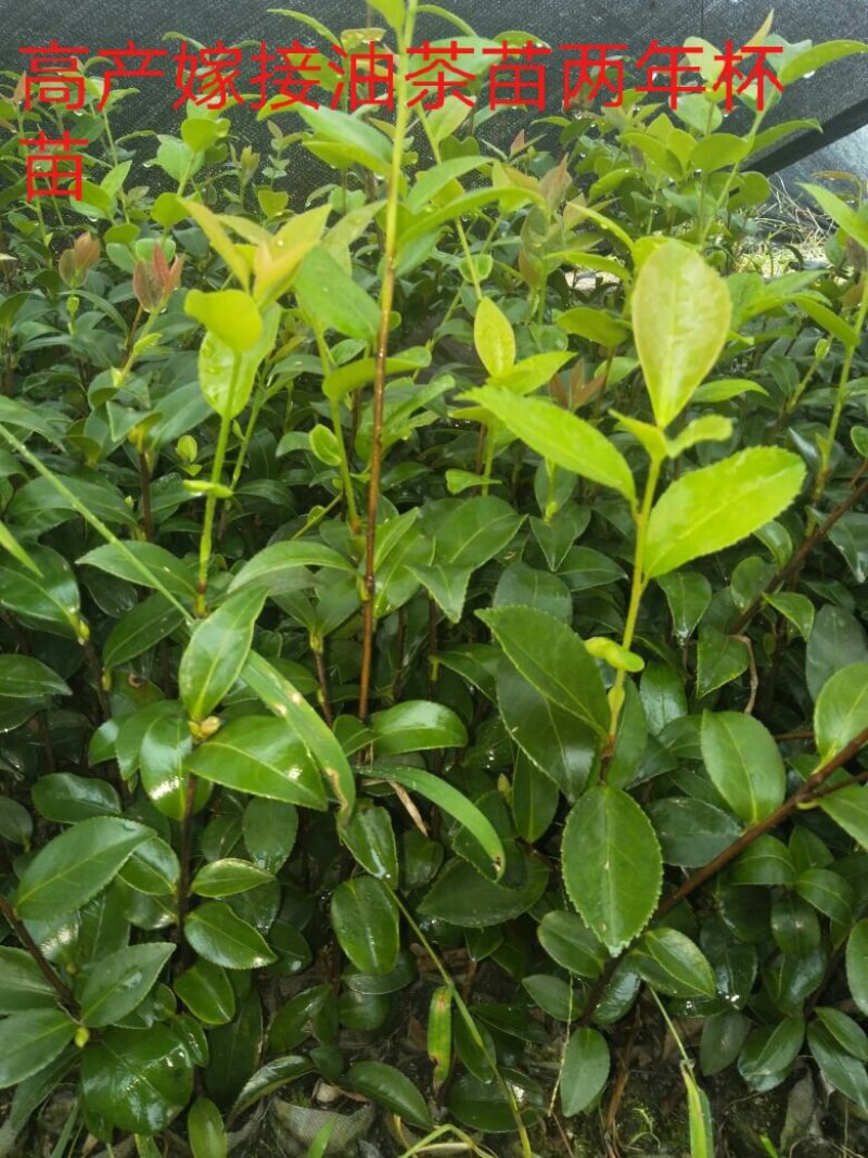 油茶苗杯苗20公分以上