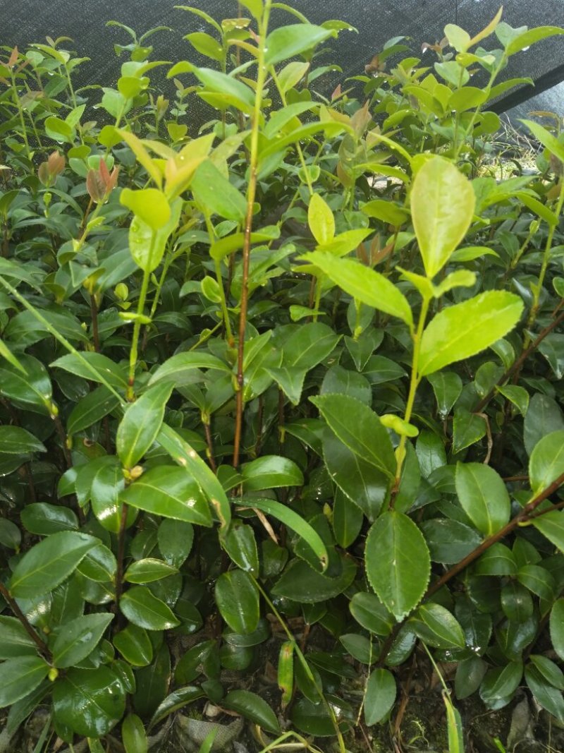 油茶苗杯苗20公分以上