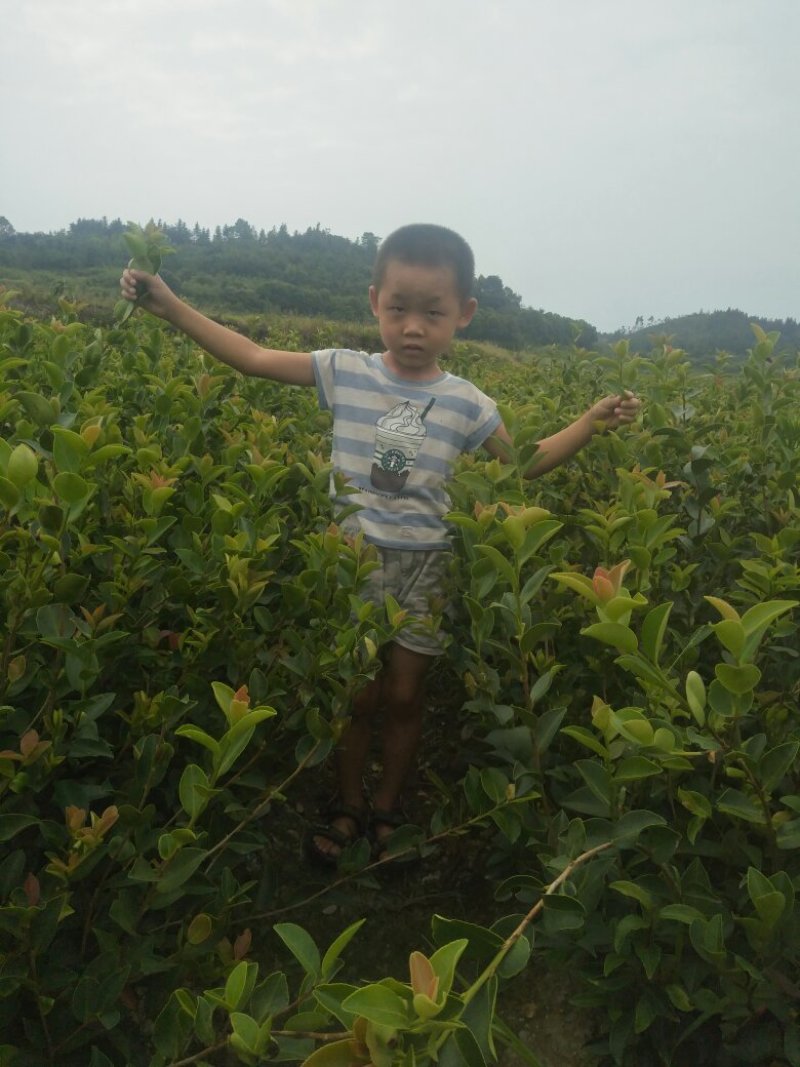 长林油茶苗