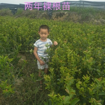 长林油茶苗