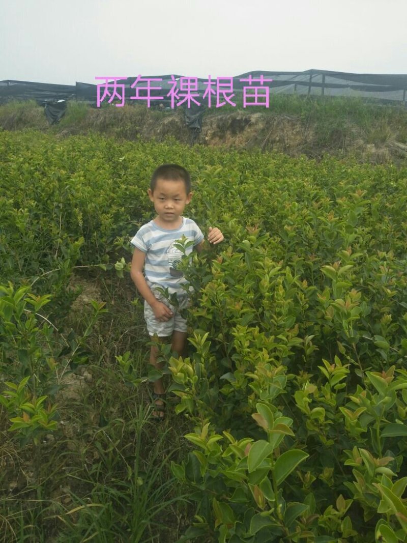 长林油茶苗