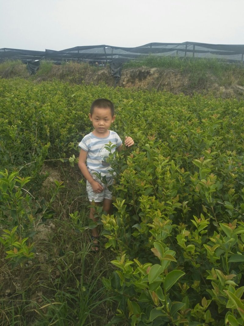 长林油茶苗
