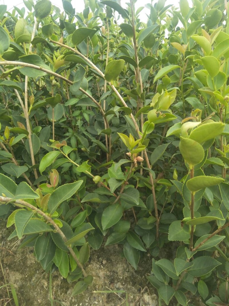 长林油茶苗