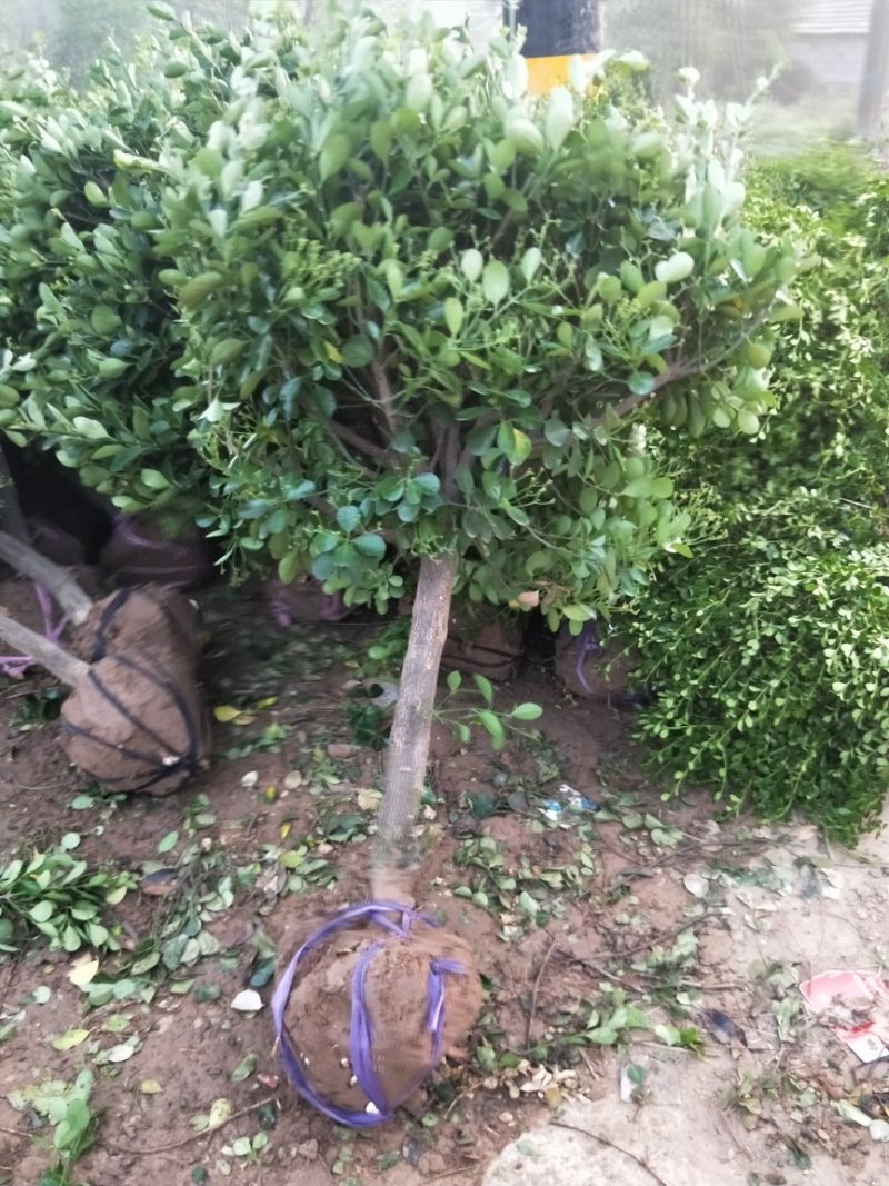 独杆大叶黄杨出售