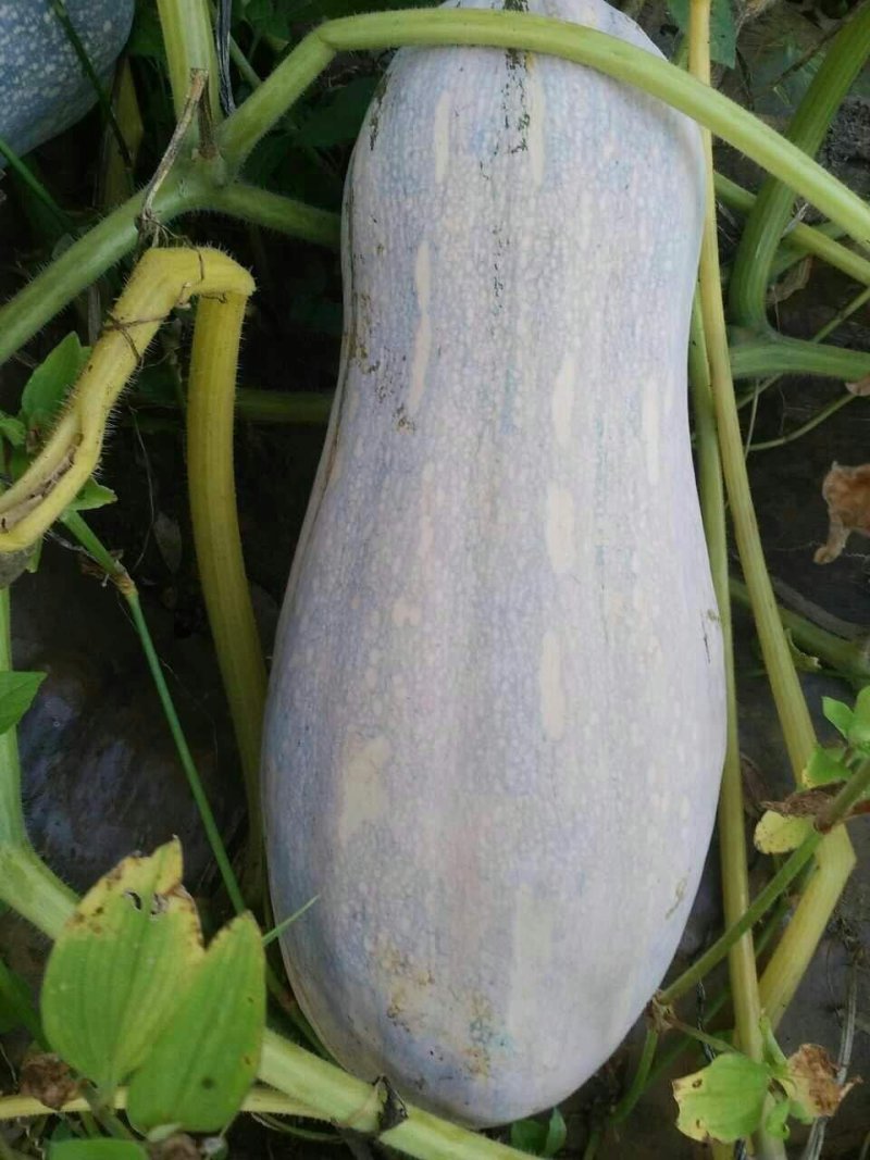 高海拔金韩蜜本南瓜，果大肉厚，香甜粉糯。