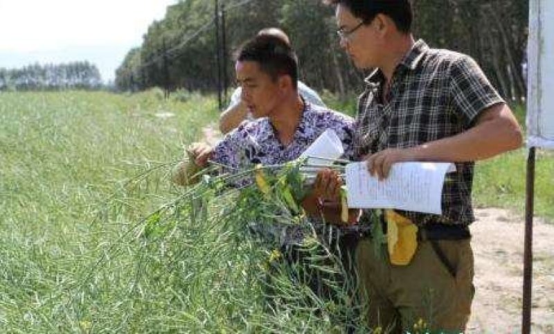 合油杂2号油菜种子抗旱抗冻大田非转基因