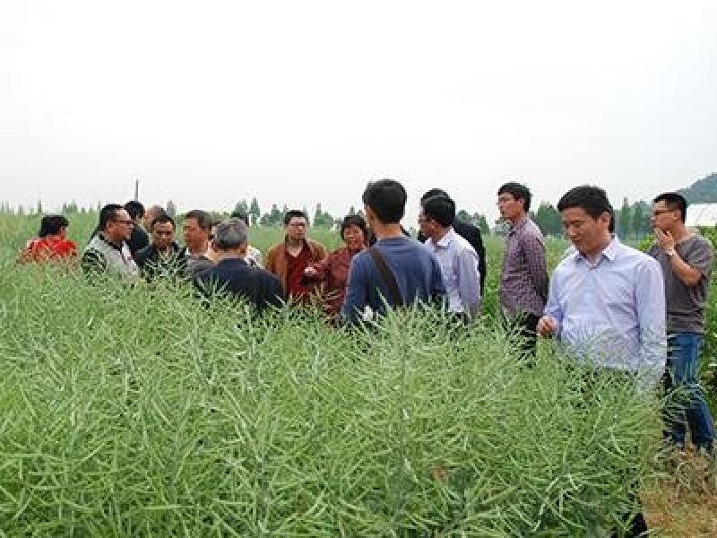 合油杂2号油菜种子抗旱抗冻大田非转基因
