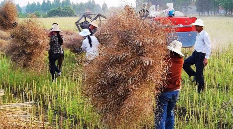合油杂2号油菜种子抗旱抗冻大田非转基因