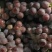 红提