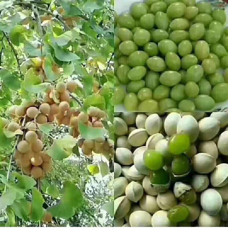 出售新鲜的农家特产白果