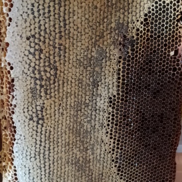 封盖巢蜜