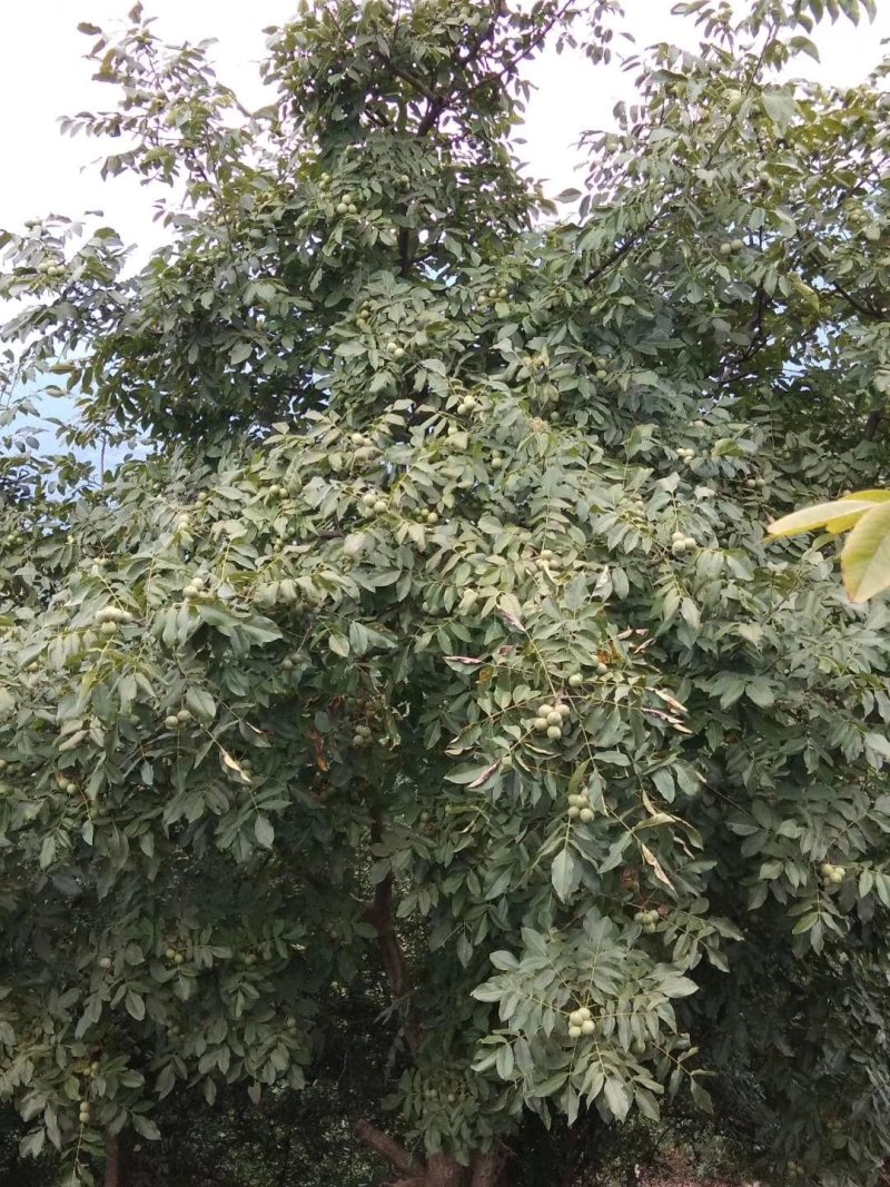 四川青皮核桃货源充足欢迎各大电商对接各大平台