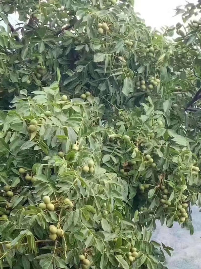 四川青皮核桃货源充足欢迎各大电商对接各大平台