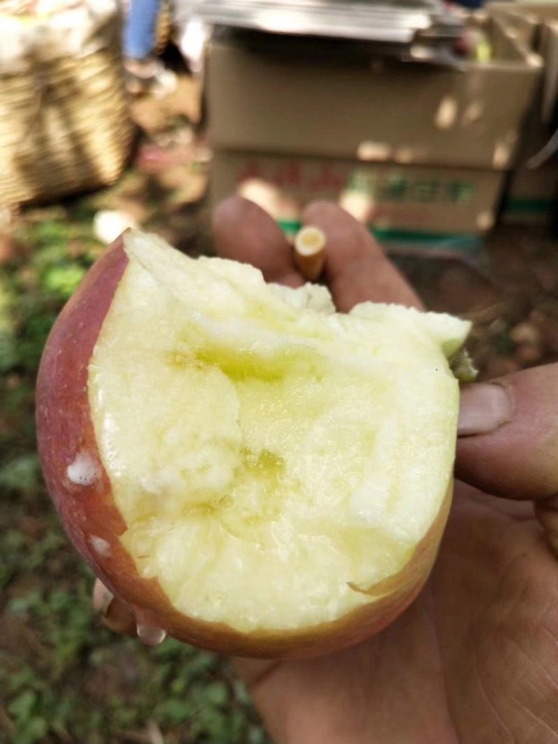 盐源丑苹果，大量有货，批发零售，一件代发。