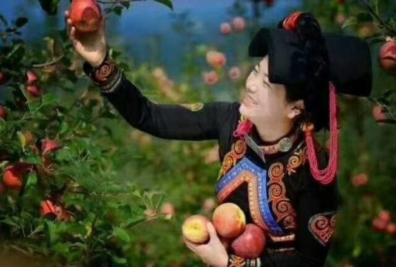 盐源丑苹果，大量有货，批发零售，一件代发。
