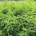 大红袍花椒苗