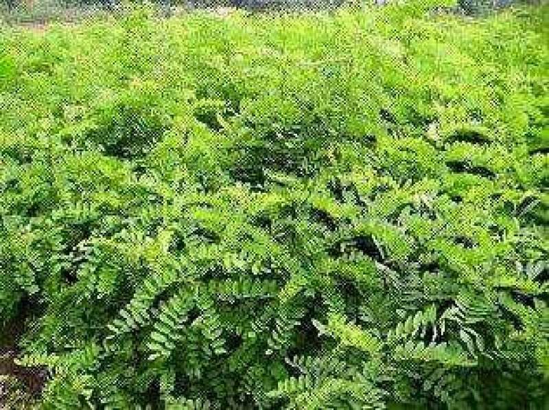 大红袍花椒苗