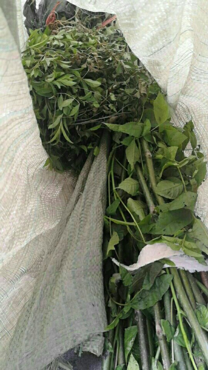 大红袍花椒苗