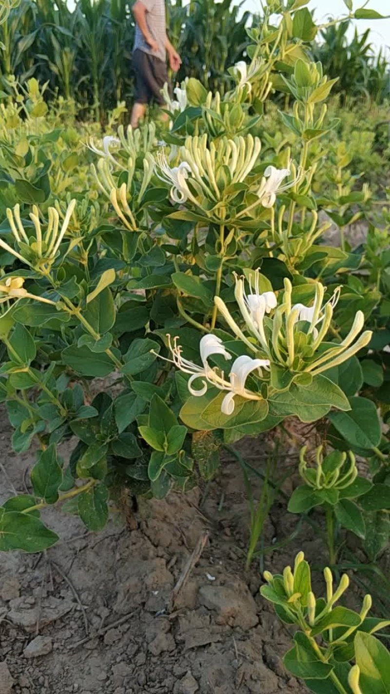 四季丰一号金银花