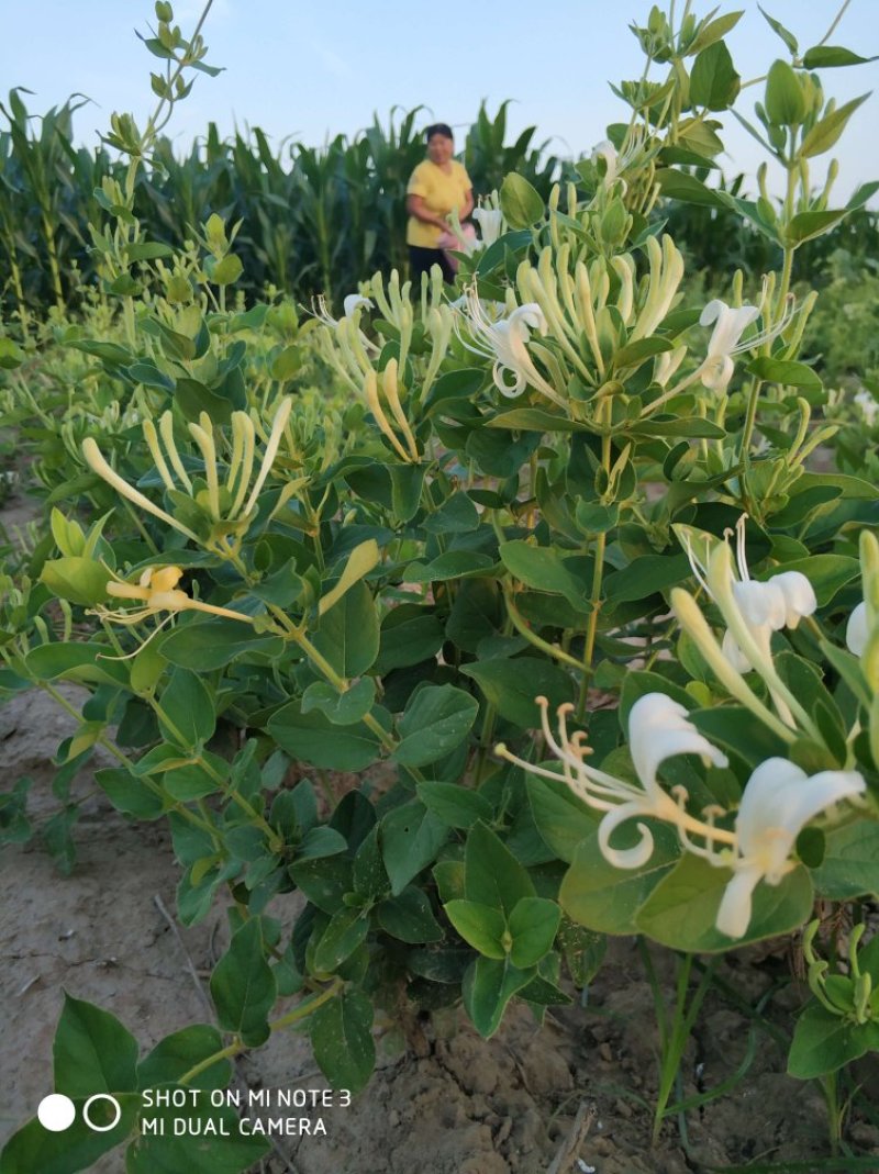 四季丰一号金银花